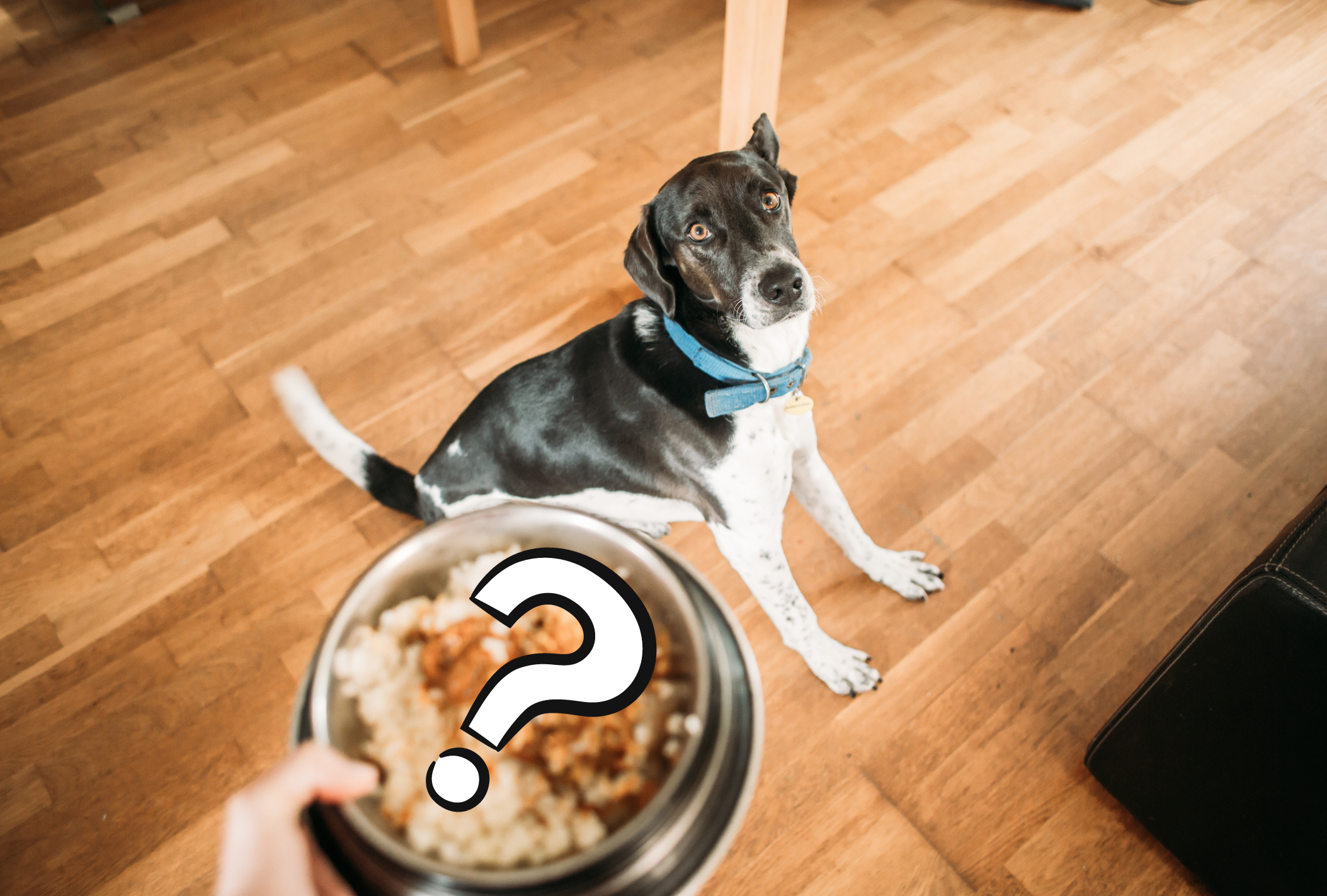 Venha conferir qual alimento que promete melhorar a imunidade do cachorro