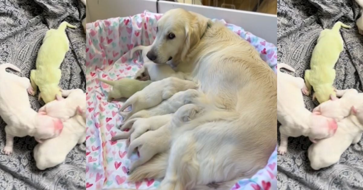 Um filhote de Golden Retriever chamou a atenção por causa da cor dos pelos (Créditos: Instagram/goldentreasureskennel)