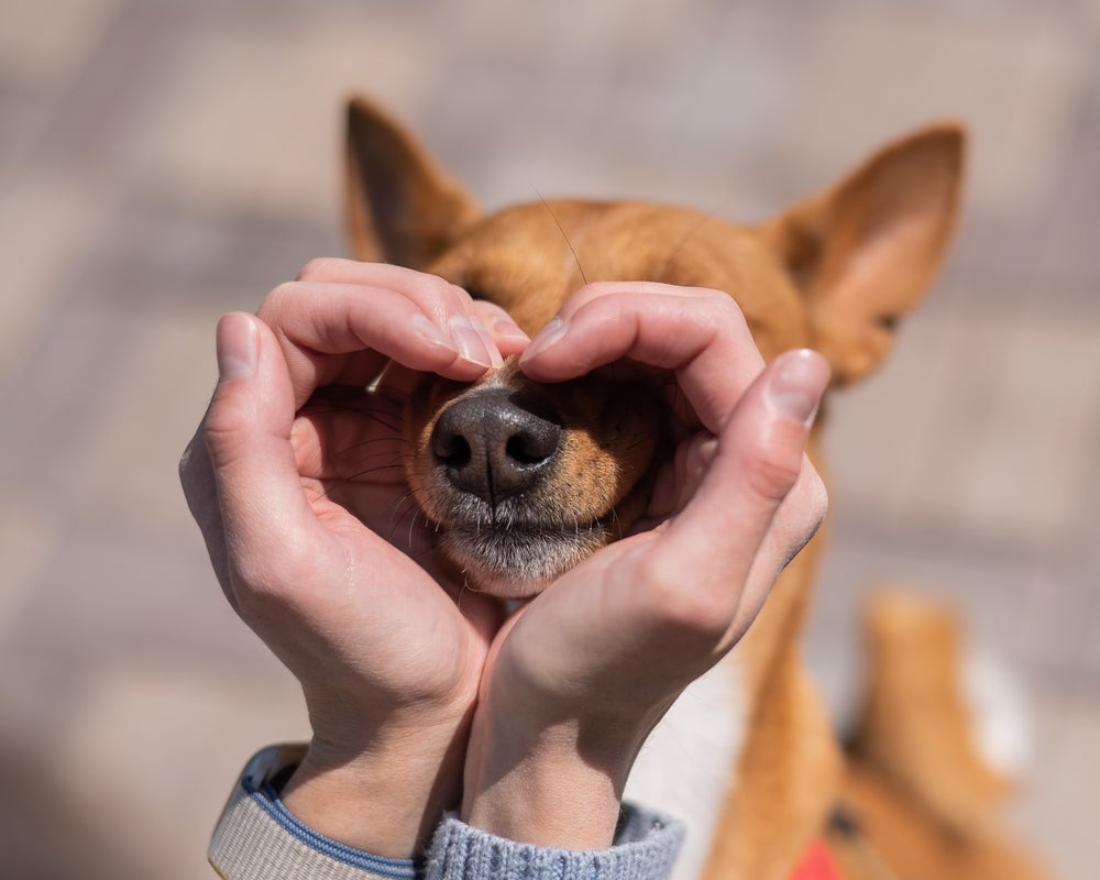 O focinho de cachorro é capaz de ajudar a identificar os animais