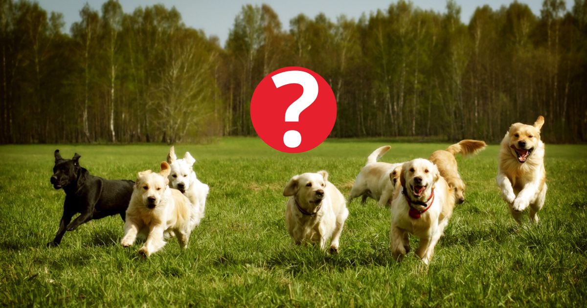 O cachorro mais rápido do mundo é uma raça grande e com corpo elegante