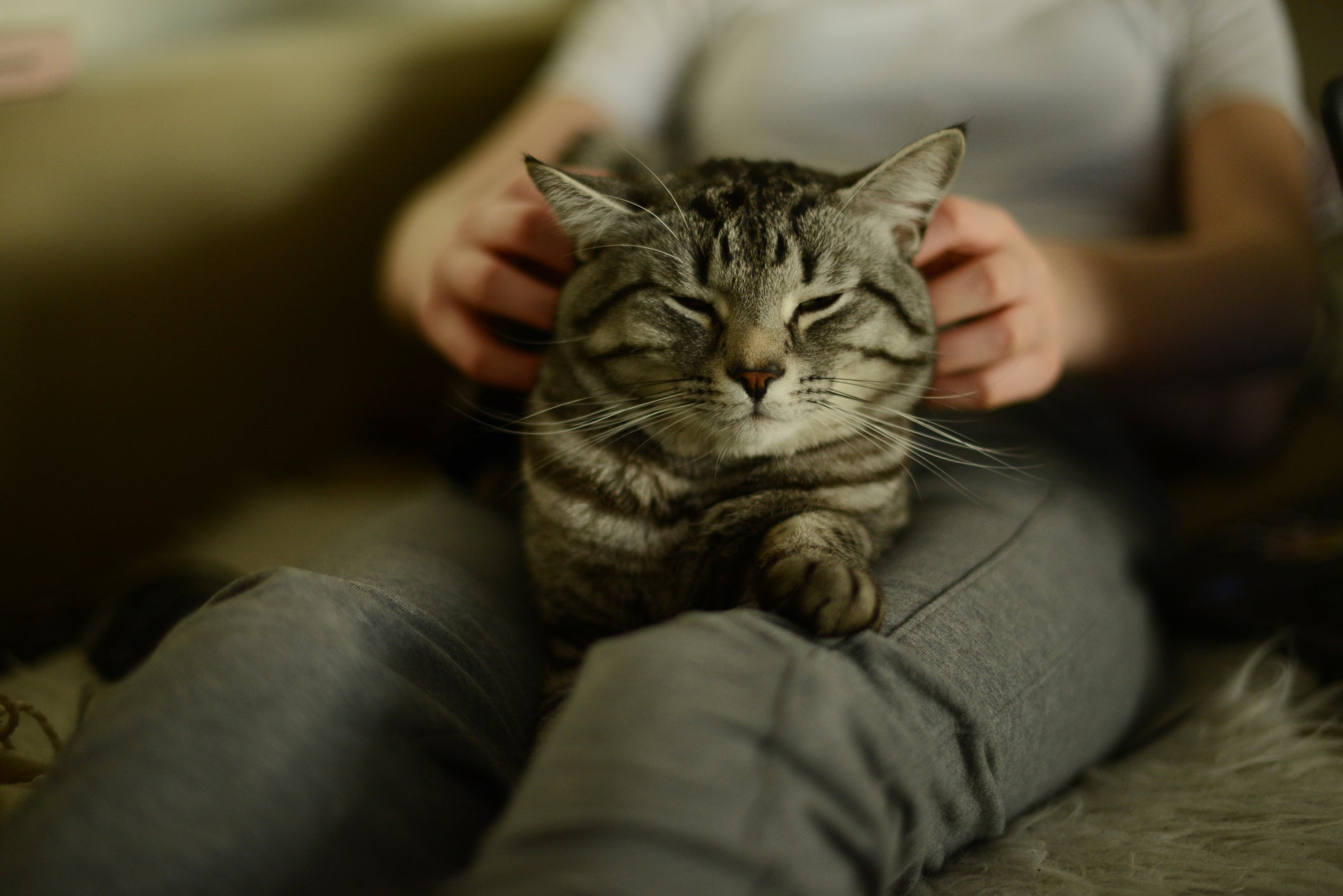 Entenda porque o gato amassa pãozinho no colo do tutor e em cobertores