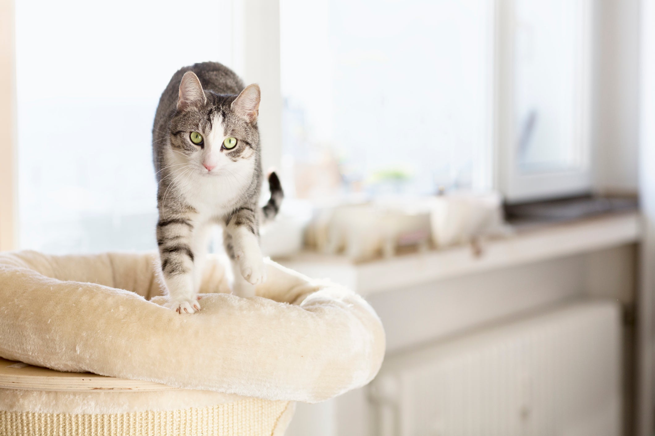 Os gatos amassando pãozinho escondem um sentimento felino em relação aos tutores