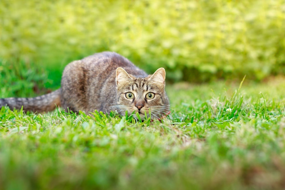 O instinto do gato caçador pode permanecer mesmo depois da domesticação