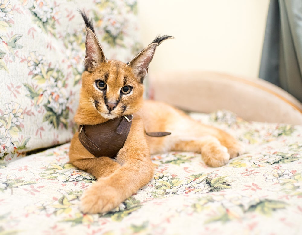 Conheça o felino que surgiu do cruzamento natural entre um gato selvagem e doméstico