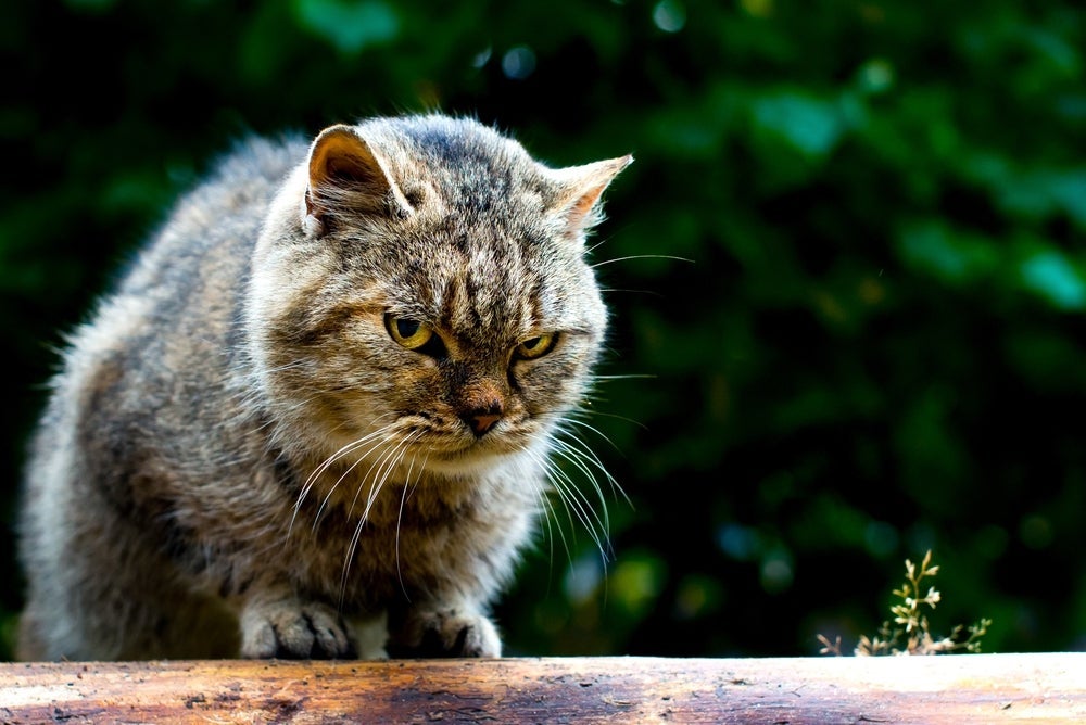Os sinais do gato estressado podem ser muito sutis