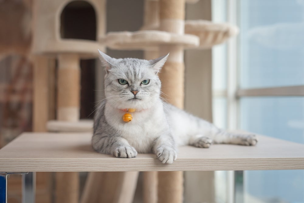 Uma atitude dos tutores pode deixar o gato estressado com uma facilidade impressionante