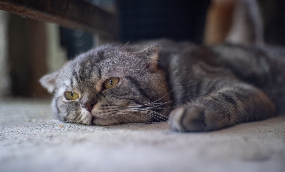 O gato idoso, para ter uma boa qualidade de vida, precisa de alguns cuidados quando jovem