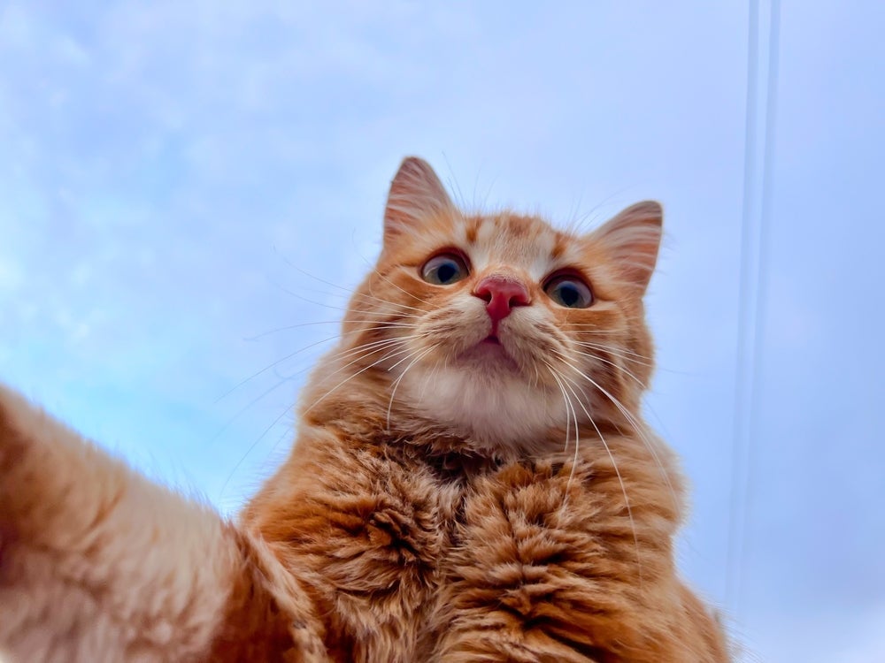 Confira quais são as raças de gatos laranjas mais populares e tudo sobre a personalidade desses bichanos 