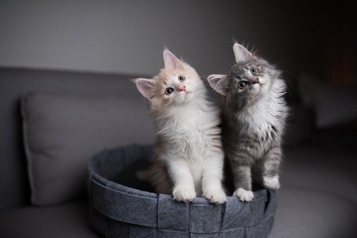 Como saber se o gato é macho ou fêmea? Veja o infográfico!