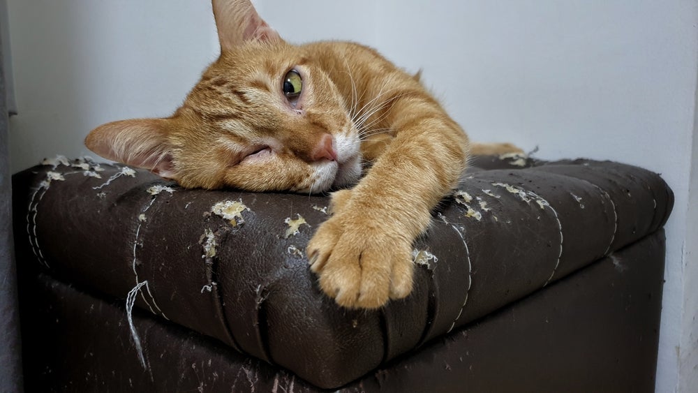Um arranhador de gato para sofá pode ser muito útil para manter as garras do pet longes do estofado