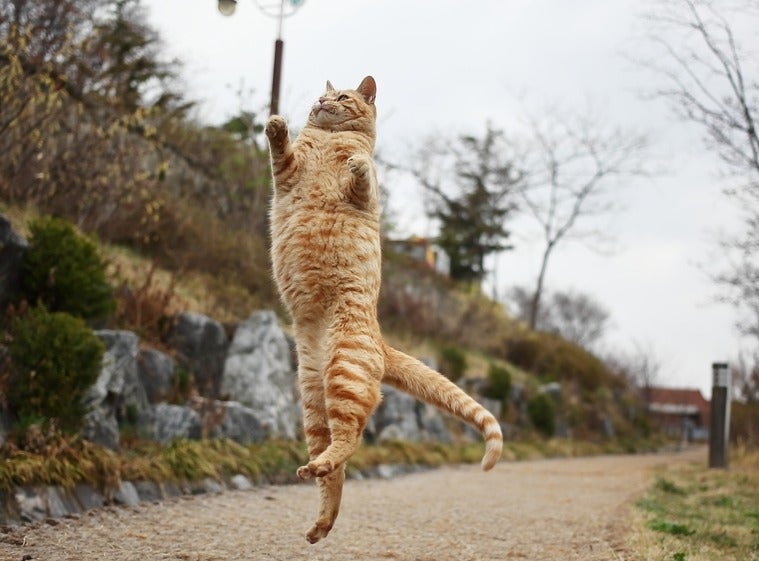 Confira se é verdadeira a afirmação de que gato sempre cai em pé