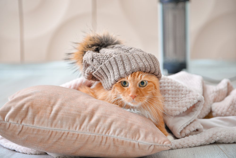 O gato sente frio quando a temperatura cai, e por isso é importante saber como aquecê-lo