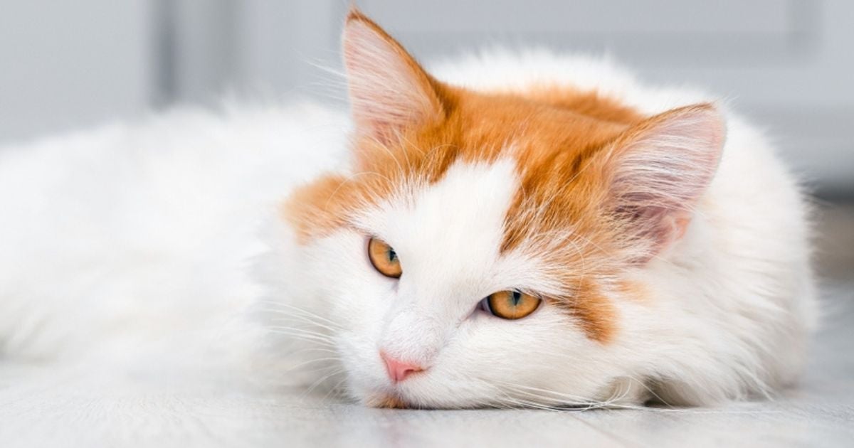 Identificar um gato triste e estressado não é tão difícil