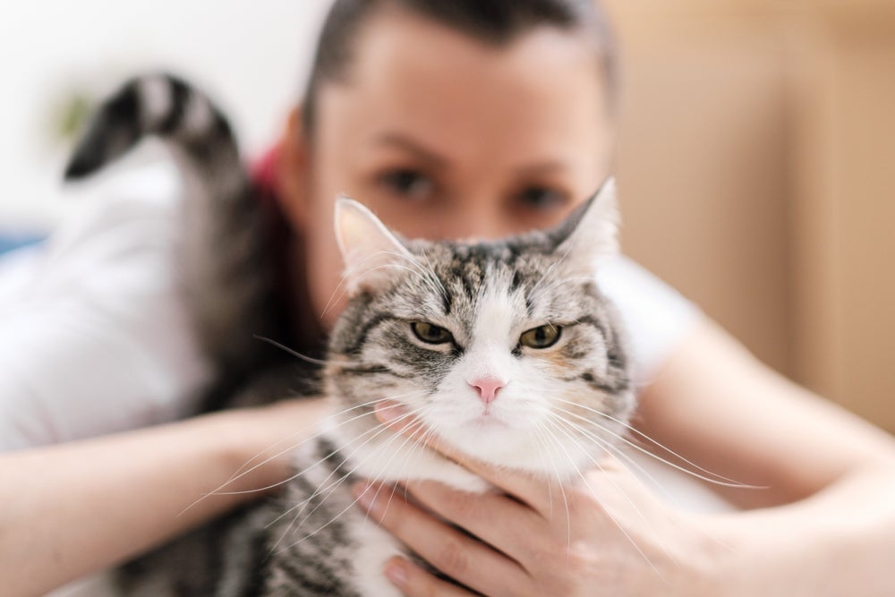 O gato bravo com o tutor faz questão de demonstrar sua insatisfação com algumas atitudes.
