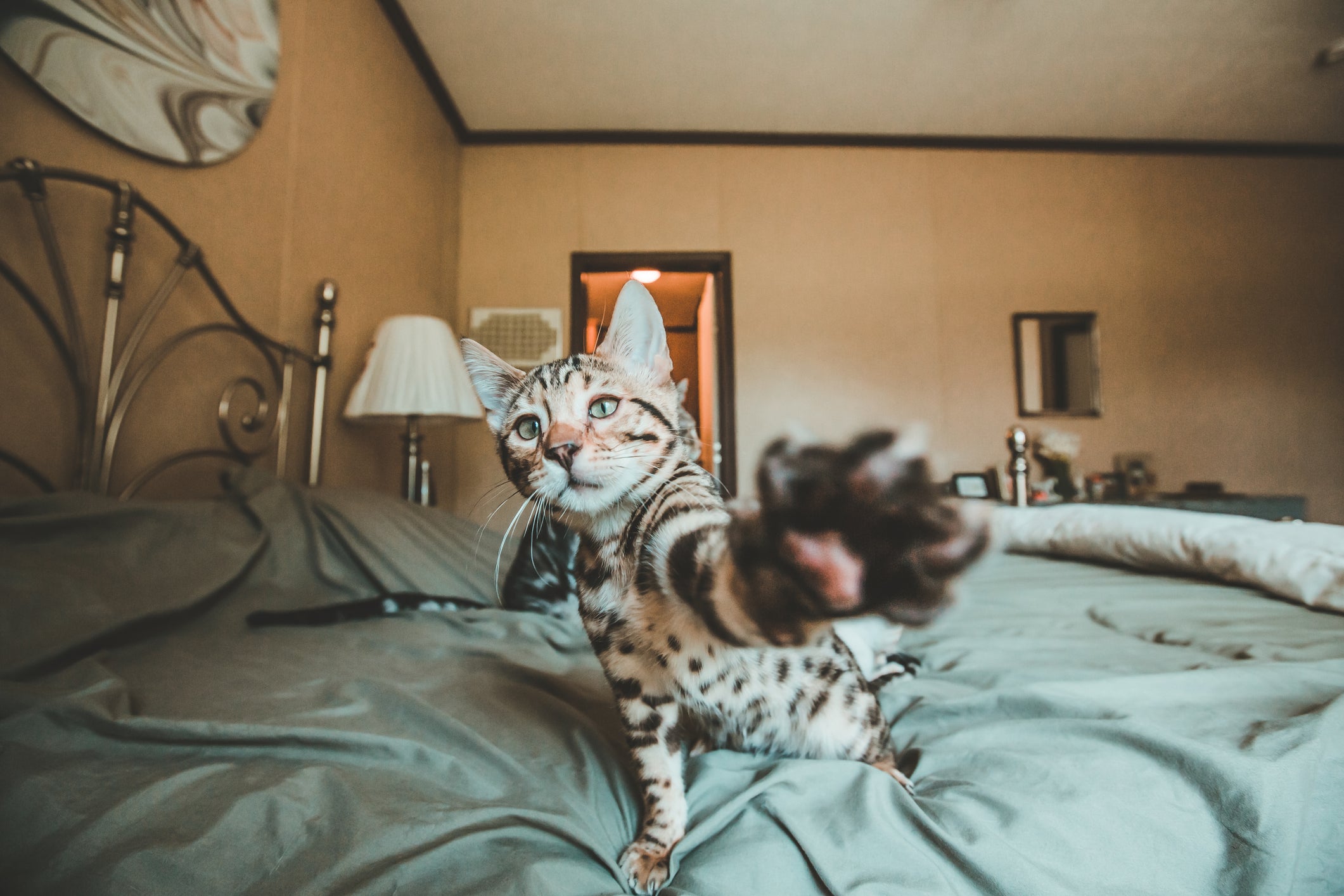 Confira quais são as raças de gatos mais caros do mundo 