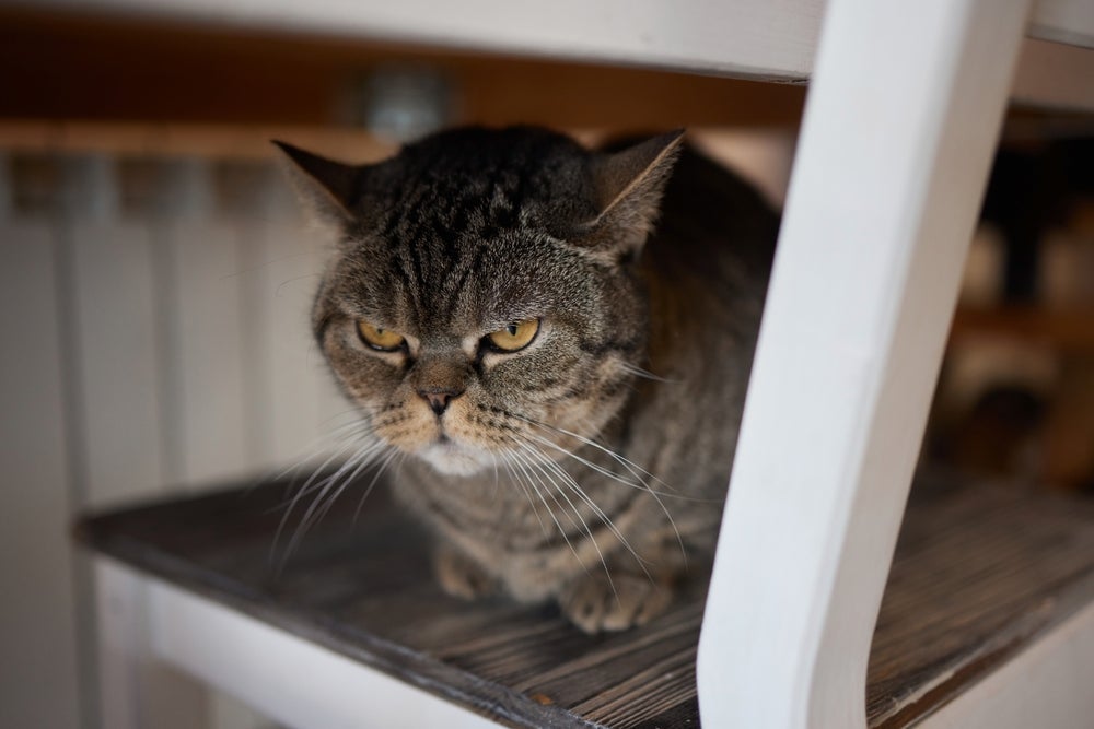 Existe um erro que pode deixar seu gato extremamente irritado e triste com você