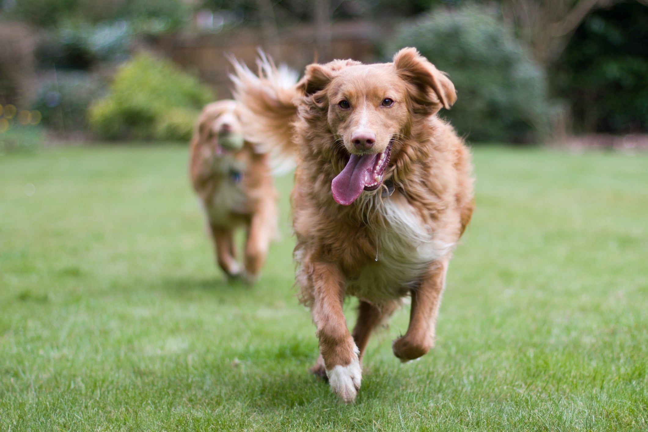  Veja como aumentar a expectativa de vida do cachorro sem gastar dinheiro 