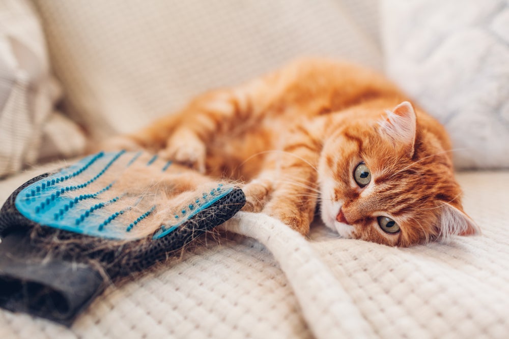  Confira algumas dicas para evitar o pelo de gato caindo por toda a casa