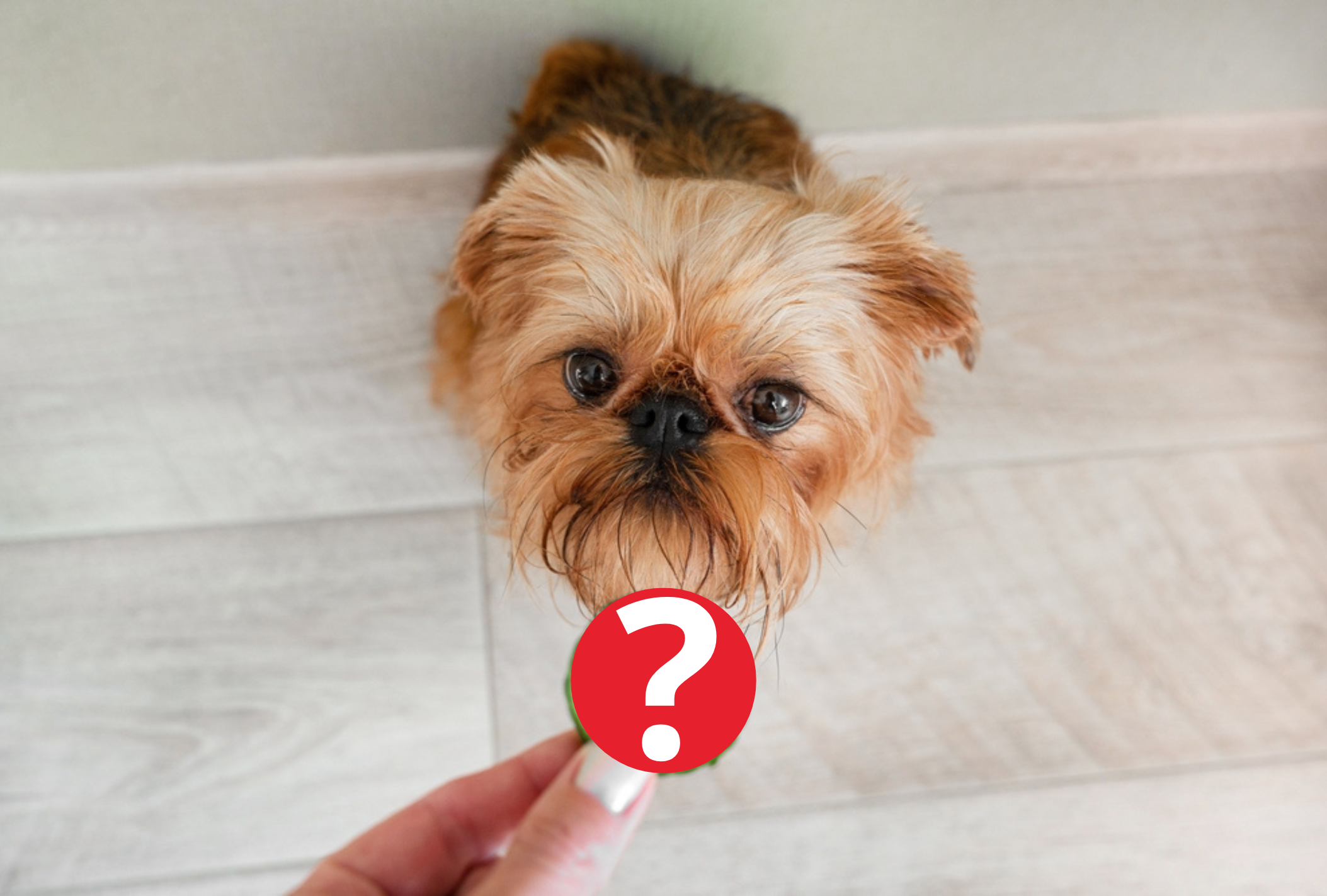 Confira qual é o legume para cachorro que é liberado na dieta