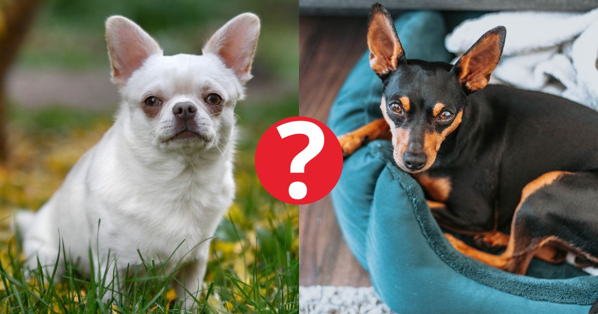O Chihuahua e o Pinscher são conhecidos por serem raças de cachorros protetores — mas tem uma que é ainda mais!