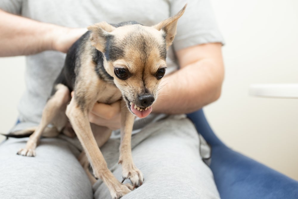Cachorros pequenos tendem a ter um comportamento mais agressivo do que cães grandes