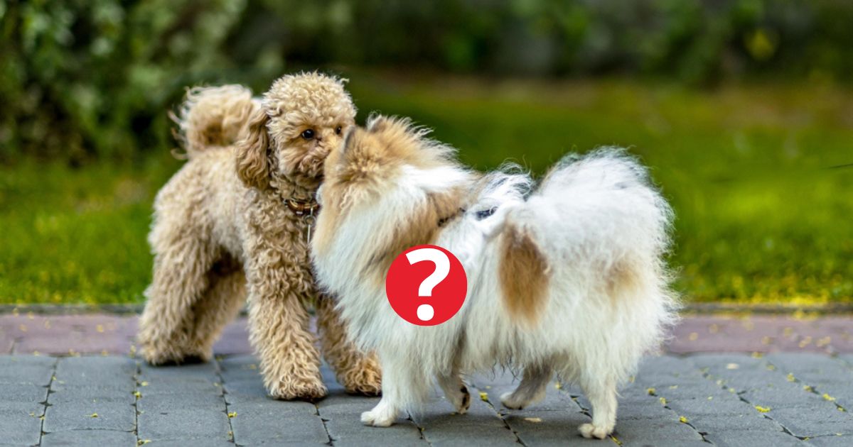 Tem um cachorro que já foi super popular, mas hoje quase não é mais visto nas ruas