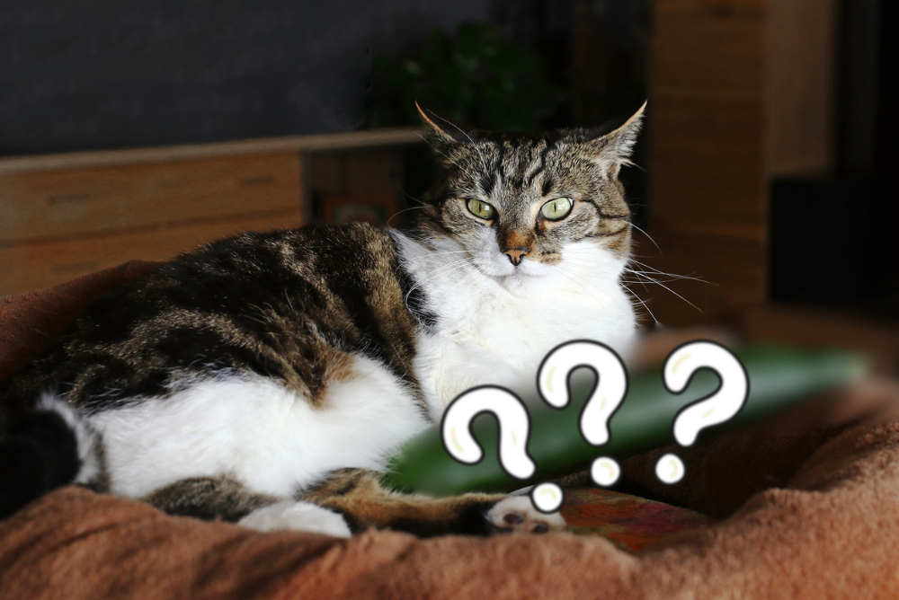 O gato com medo pode aumentar os níveis de estresse