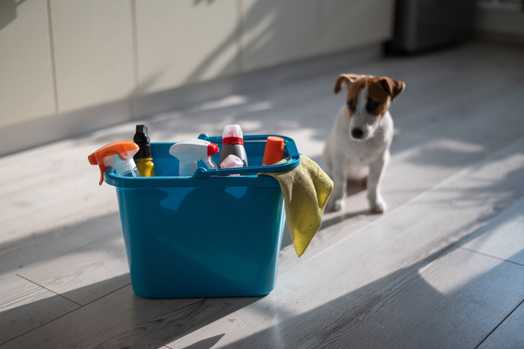 Confira quais produtos de limpeza são um perigo para a saúde do cachorro ou gato 