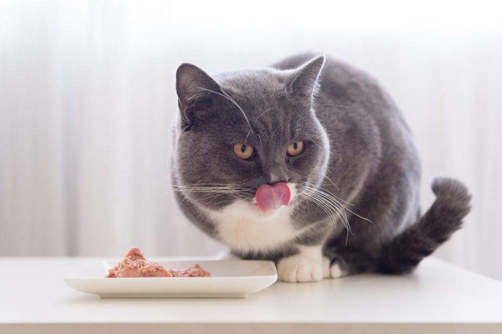 Descubra qual proteína para gatos é super amada, saborosa e nutritiva