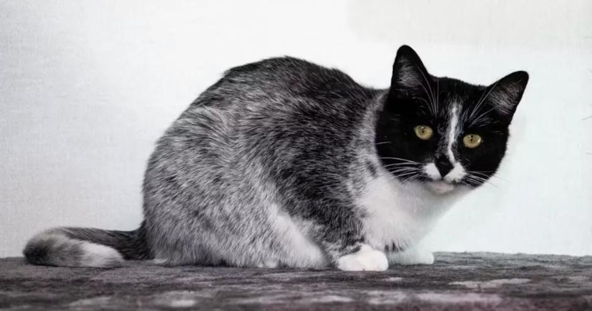 O Salmiak é um gato com pelagem bem diferente e exótica (Créditos: Ari Kankainen/Wisdom Panel)