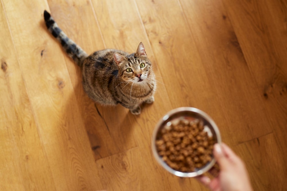 A ração para gatos pode perder um grande nutriente com uma atitude comum entre tutores