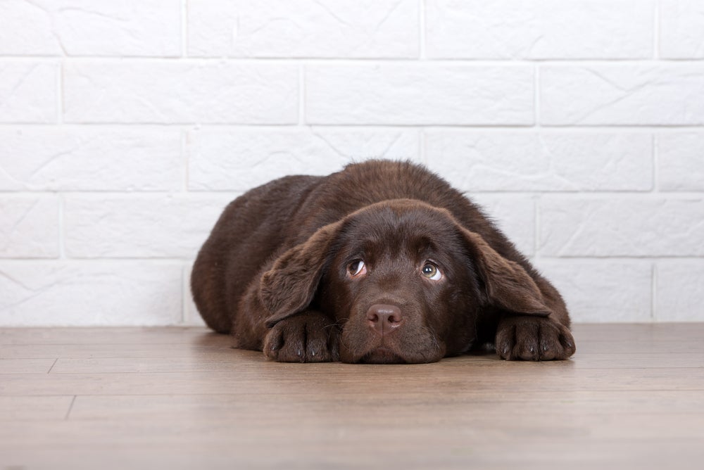 Um cachorro medroso pode sofrer por diferentes situações