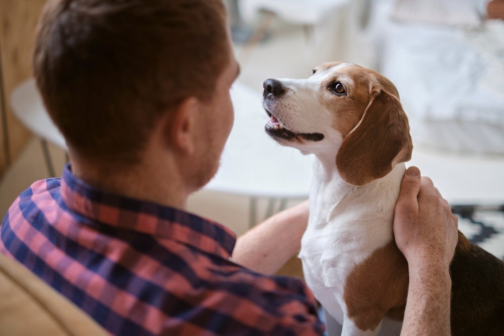 Algumas raças de cachorro se destacam quando o assunto é fidelidade aos tutores