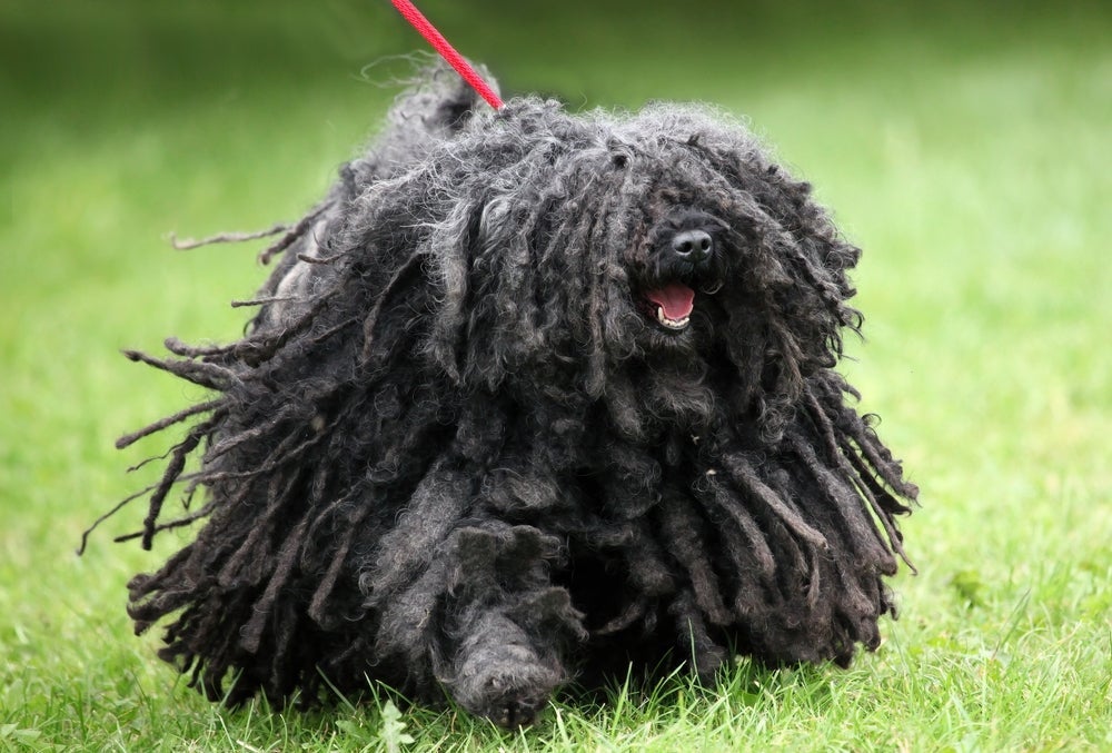 Uma das raças de cachorro mais engraçadas é o Puli