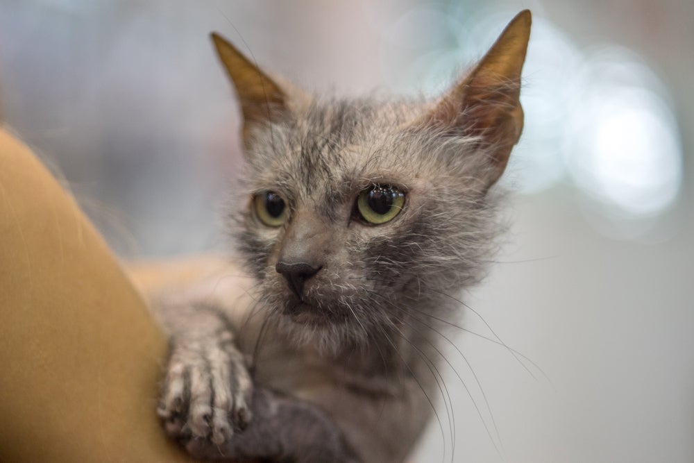 Confira quais são as raças de gato de aparência “peculiar”