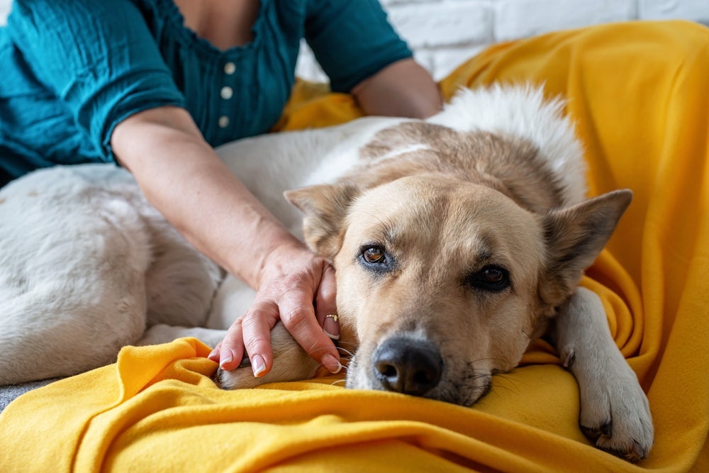 Uma doença perigosa entre os cães pode ser causada por atitudes comuns entre os tutores