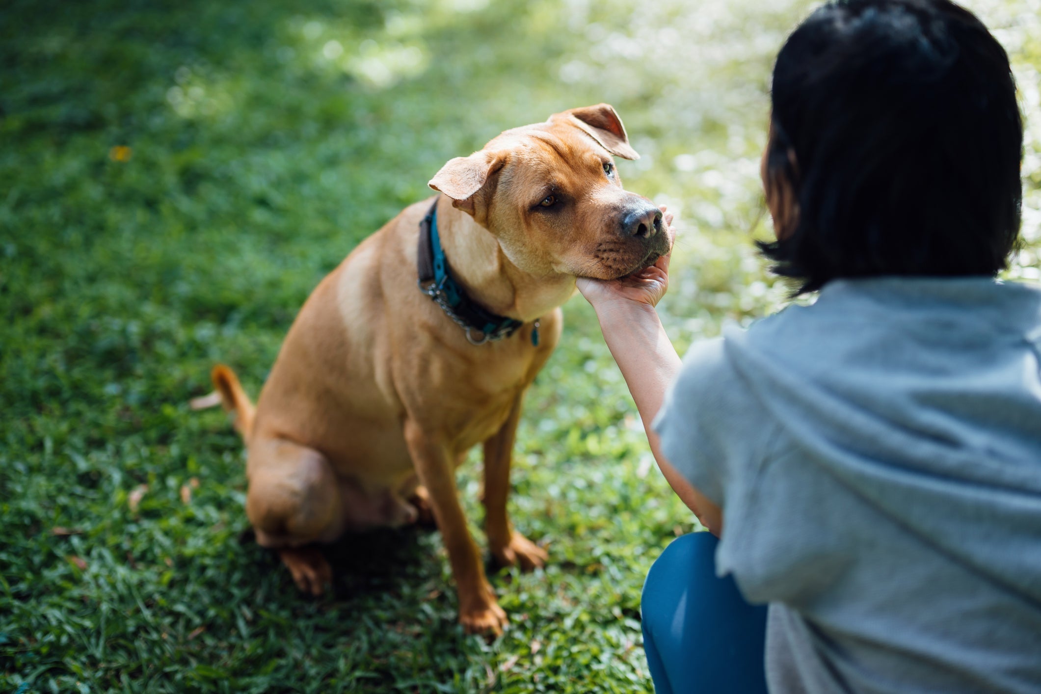 Confira qual é o truque que vai deixar o seu cachorro mais obediente