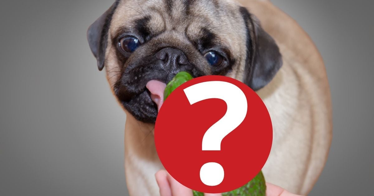 Um dos maiores perigos para a saúde do seu amigo é o abacate para cachorro
