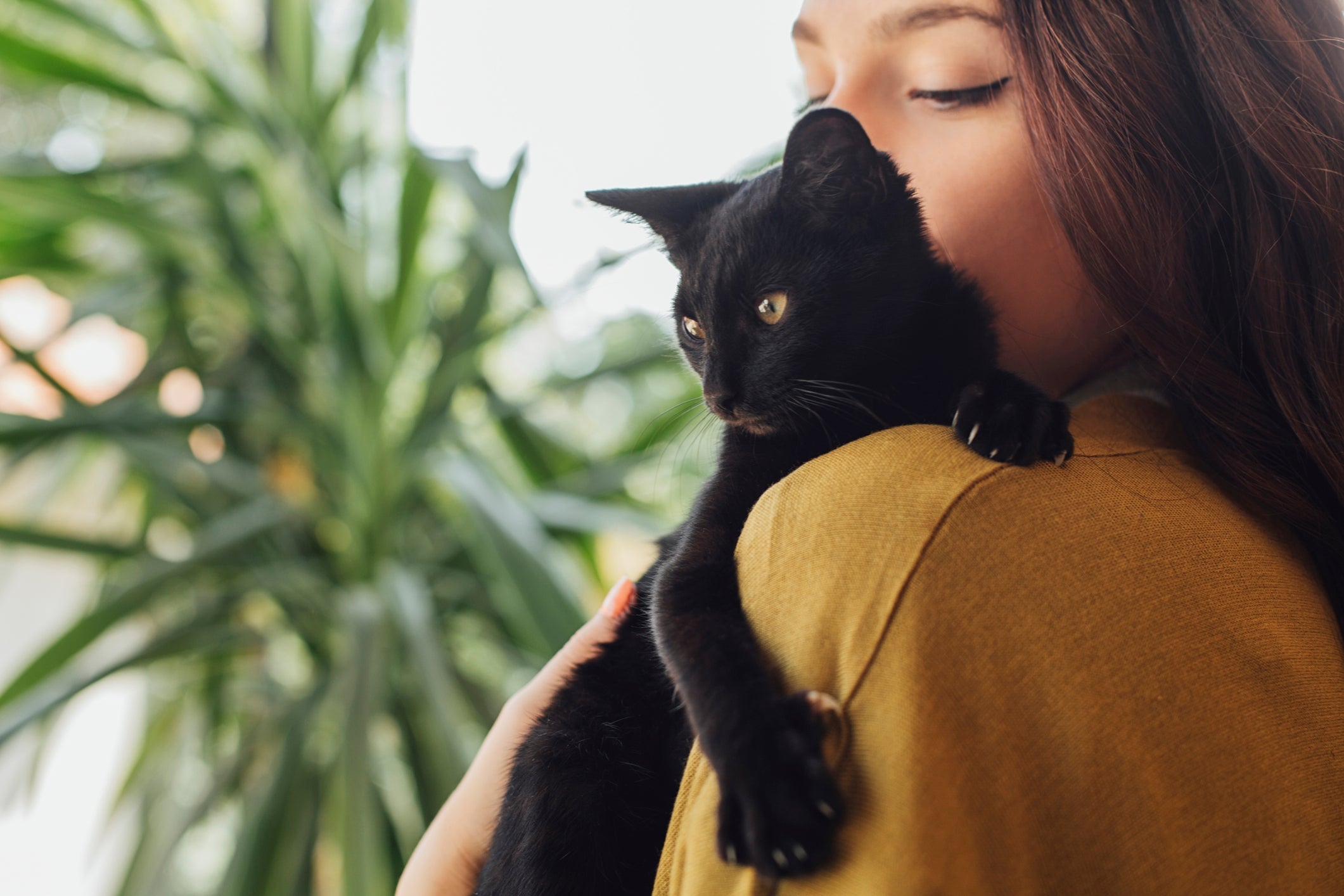 O amor de gato está nos mínimos detalhes