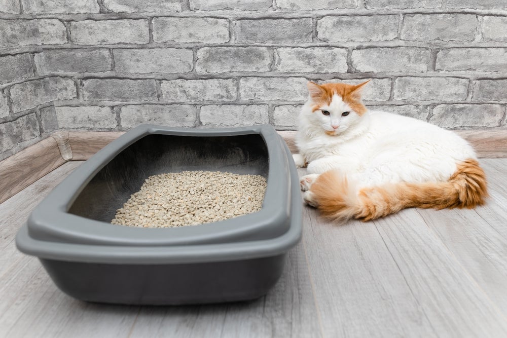 O banheiro de gato deve ser posicionado estrategicamente em um lugar tranquilo e silencioso