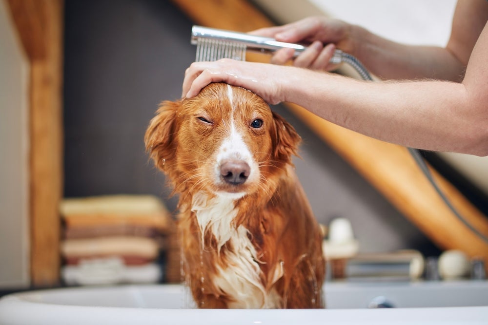 Dar banho em cachorro em casa é uma boa dica para economizar