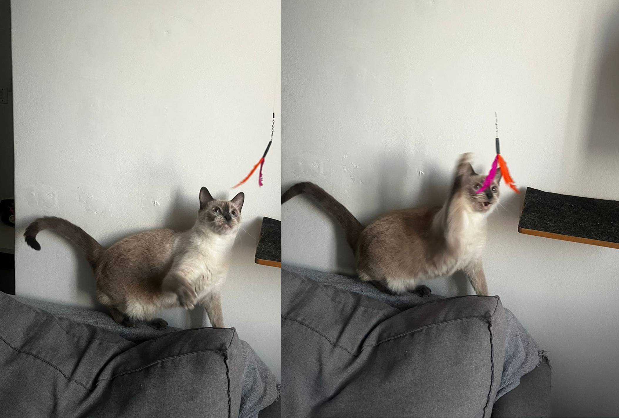Saiba qual é o brinquedo de gato que promete deixar os felinos enlouquecidos 
