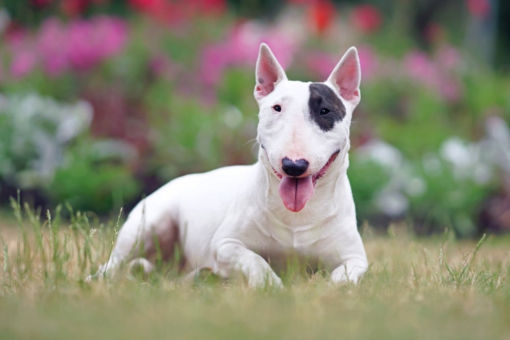 O cachorro Bull Terrier tem uma história e características cheias de curiosidades