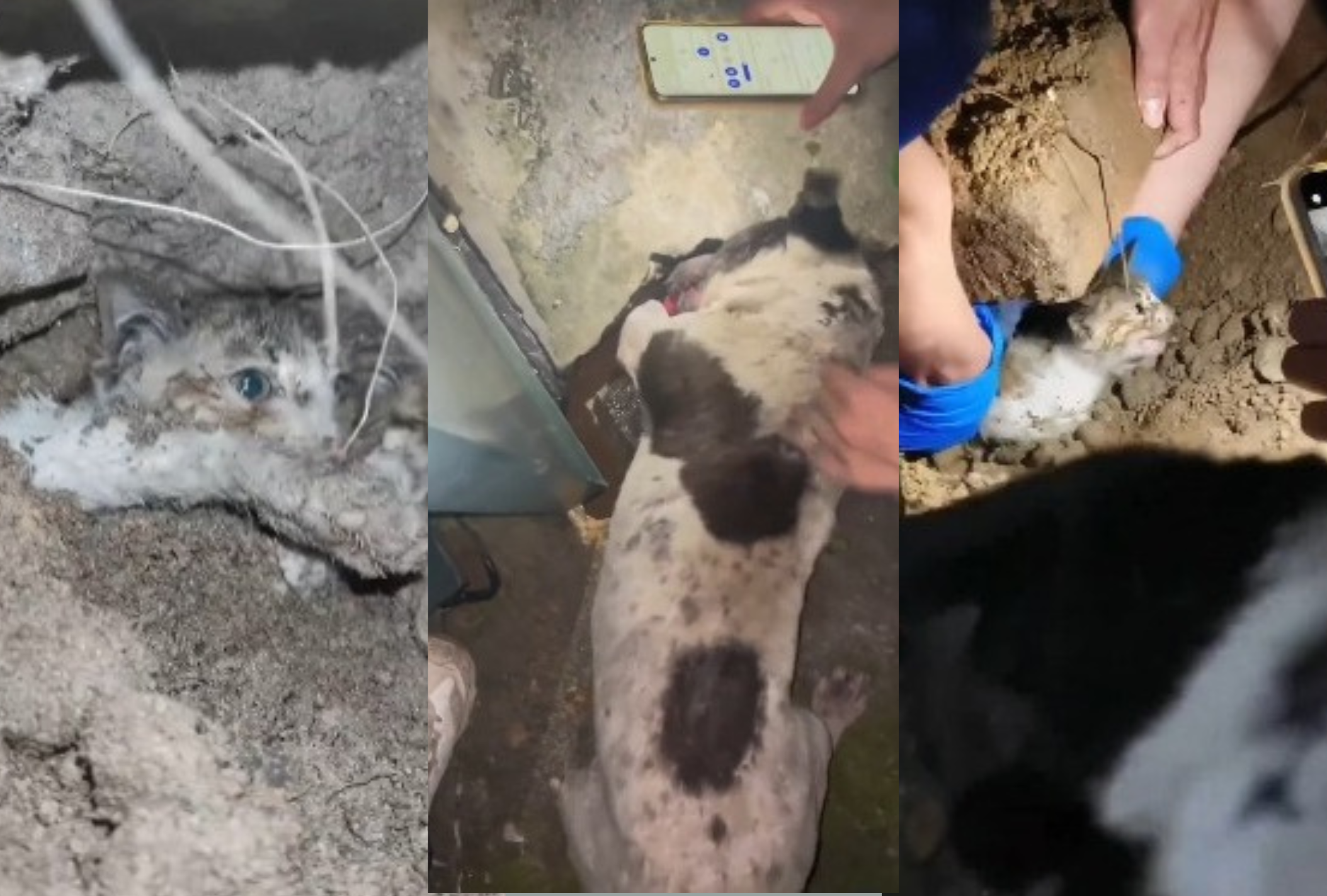 Cachorro de rua faz de tudo para salvar filhote de gato que estava preso (Créditos: Instagram/@maiduspace)