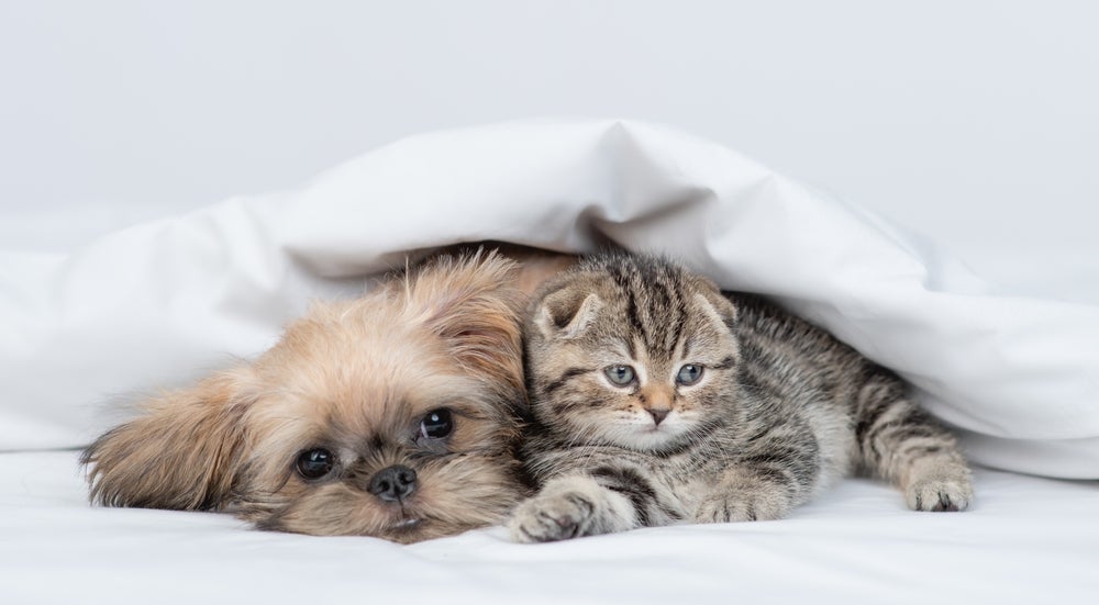 Adotar cachorro ou gato exige um certo planejamento financeiro 