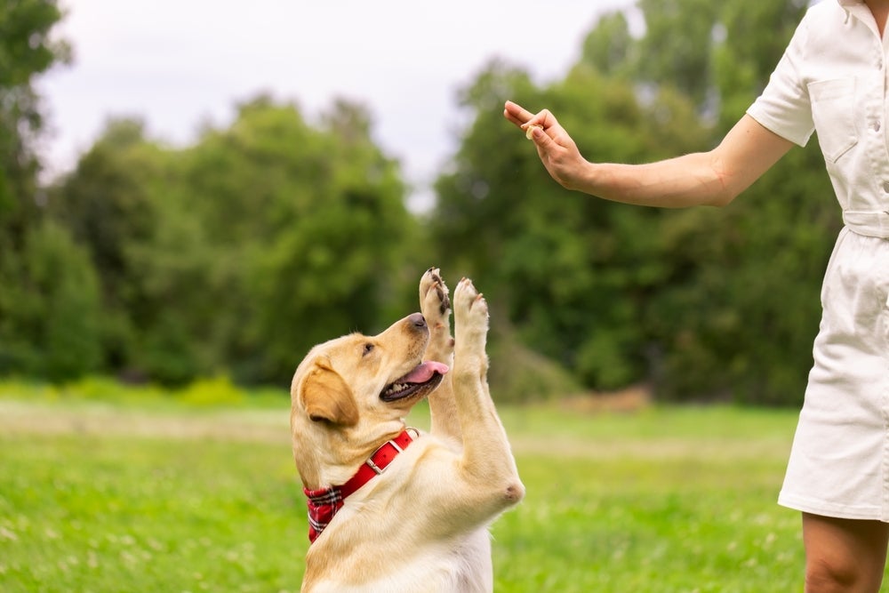 Confira quais são as raças de cachorro mais fáceis de serem adestradas