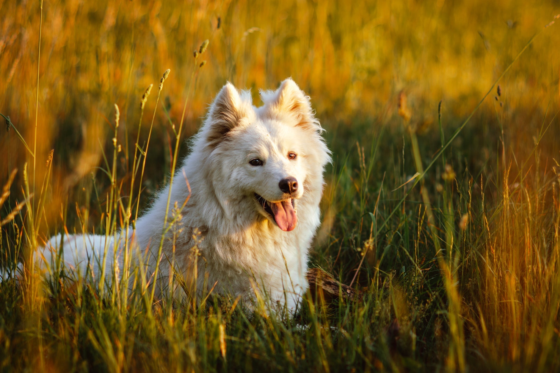 Confira quais são os cachorros mais caros do mundo