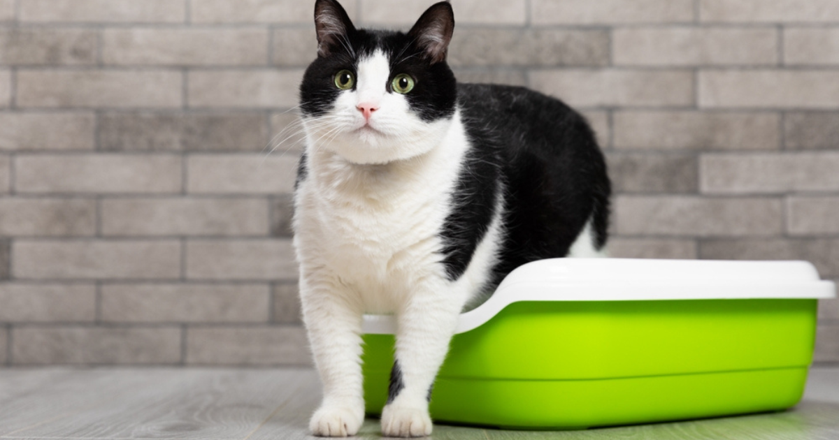 O gato correndo depois de usar a caixa de areia pode ter diferentes significados