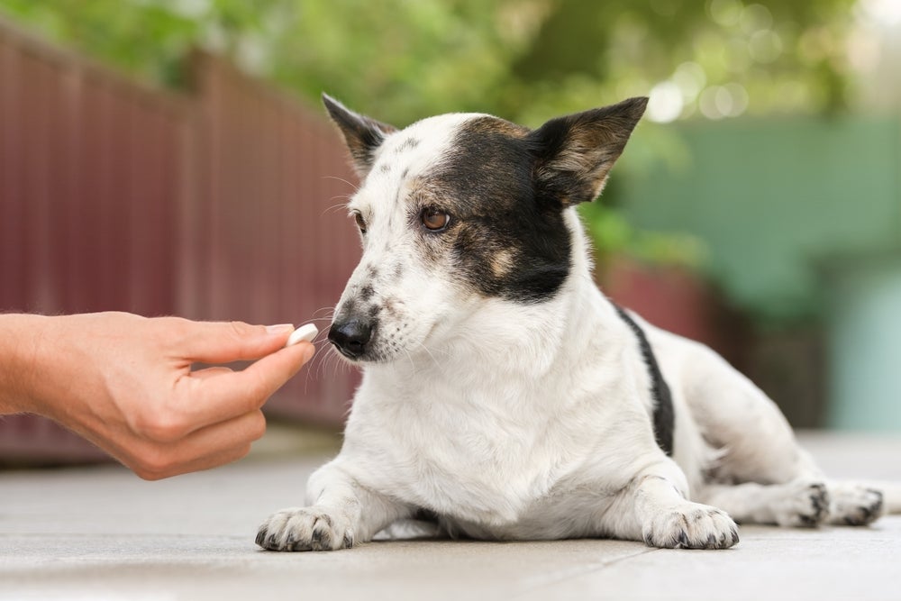 O calmante para cachorro é indicado em casos muito específicos e sempre requer acompanhamento veterinário