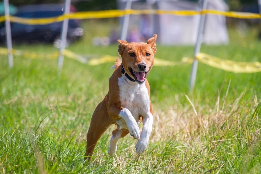 Confira quais são as raças de cachorro consideradas de “baixa manutenção”